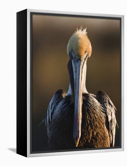 Brown Pelican (Pelecanus Occidentalis) Perched at Goose Island State Park, Aransas Co., Texas, Usa-Larry Ditto-Framed Premier Image Canvas