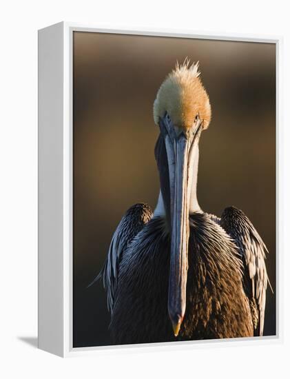 Brown Pelican (Pelecanus Occidentalis) Perched at Goose Island State Park, Aransas Co., Texas, Usa-Larry Ditto-Framed Premier Image Canvas