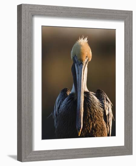 Brown Pelican (Pelecanus Occidentalis) Perched at Goose Island State Park, Aransas Co., Texas, Usa-Larry Ditto-Framed Photographic Print