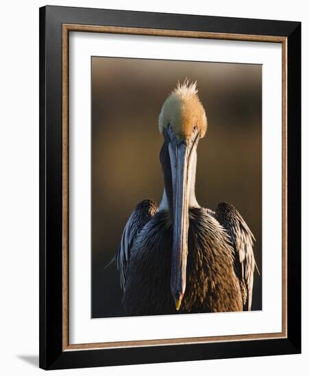 Brown Pelican (Pelecanus Occidentalis) Perched at Goose Island State Park, Aransas Co., Texas, Usa-Larry Ditto-Framed Photographic Print