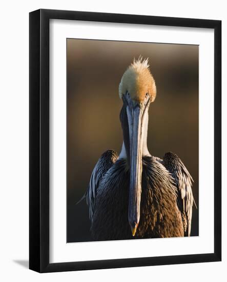 Brown Pelican (Pelecanus Occidentalis) Perched at Goose Island State Park, Aransas Co., Texas, Usa-Larry Ditto-Framed Photographic Print