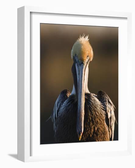 Brown Pelican (Pelecanus Occidentalis) Perched at Goose Island State Park, Aransas Co., Texas, Usa-Larry Ditto-Framed Photographic Print