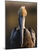 Brown Pelican (Pelecanus Occidentalis) Perched at Goose Island State Park, Aransas Co., Texas, Usa-Larry Ditto-Mounted Photographic Print