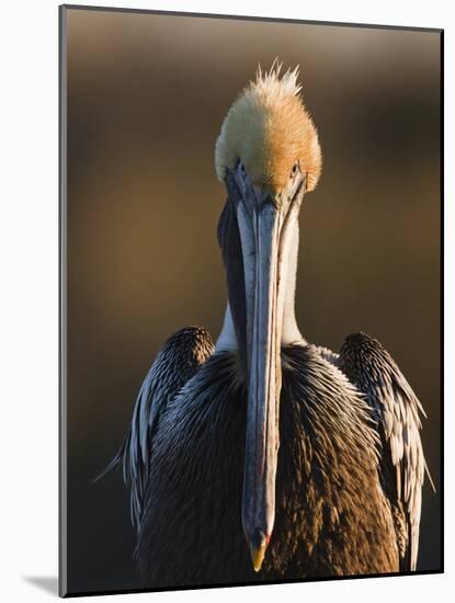 Brown Pelican (Pelecanus Occidentalis) Perched at Goose Island State Park, Aransas Co., Texas, Usa-Larry Ditto-Mounted Photographic Print