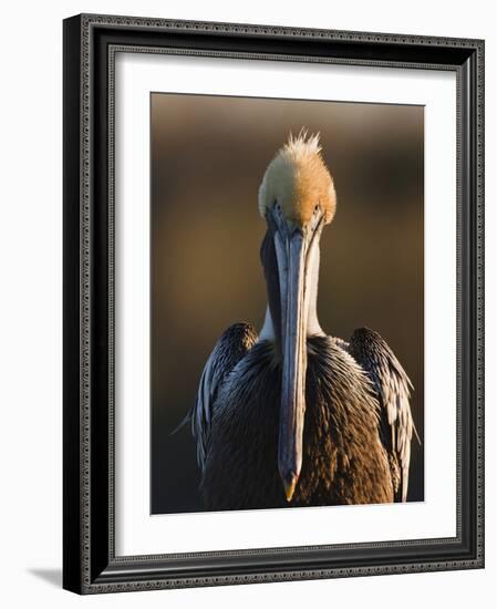 Brown Pelican (Pelecanus Occidentalis) Perched at Goose Island State Park, Aransas Co., Texas, Usa-Larry Ditto-Framed Photographic Print