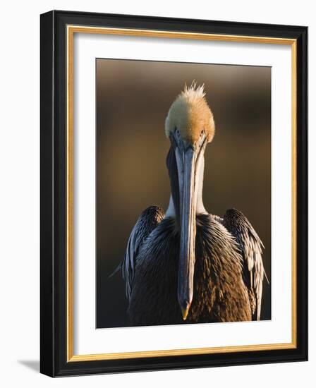 Brown Pelican (Pelecanus Occidentalis) Perched at Goose Island State Park, Aransas Co., Texas, Usa-Larry Ditto-Framed Photographic Print