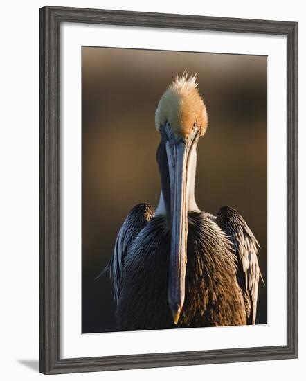 Brown Pelican (Pelecanus Occidentalis) Perched at Goose Island State Park, Aransas Co., Texas, Usa-Larry Ditto-Framed Photographic Print