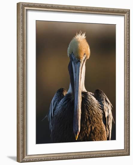 Brown Pelican (Pelecanus Occidentalis) Perched at Goose Island State Park, Aransas Co., Texas, Usa-Larry Ditto-Framed Photographic Print