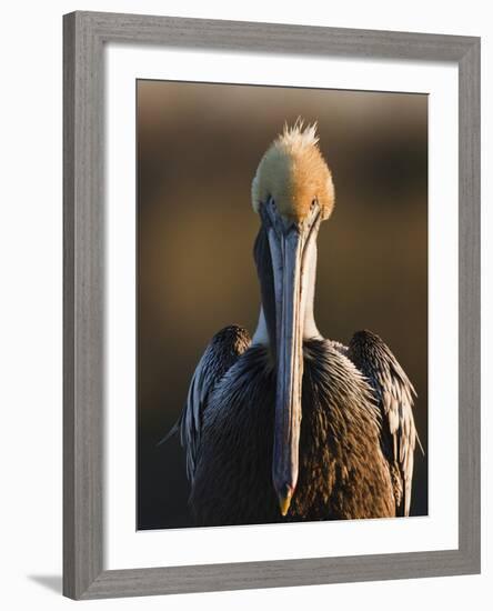 Brown Pelican (Pelecanus Occidentalis) Perched at Goose Island State Park, Aransas Co., Texas, Usa-Larry Ditto-Framed Photographic Print