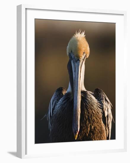 Brown Pelican (Pelecanus Occidentalis) Perched at Goose Island State Park, Aransas Co., Texas, Usa-Larry Ditto-Framed Photographic Print