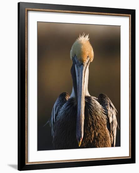 Brown Pelican (Pelecanus Occidentalis) Perched at Goose Island State Park, Aransas Co., Texas, Usa-Larry Ditto-Framed Photographic Print