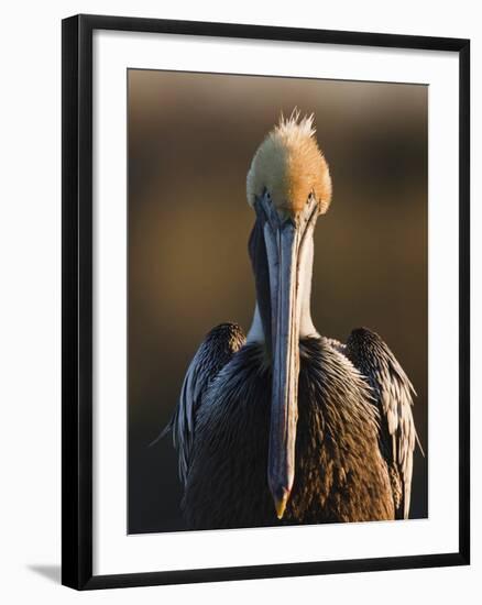 Brown Pelican (Pelecanus Occidentalis) Perched at Goose Island State Park, Aransas Co., Texas, Usa-Larry Ditto-Framed Photographic Print