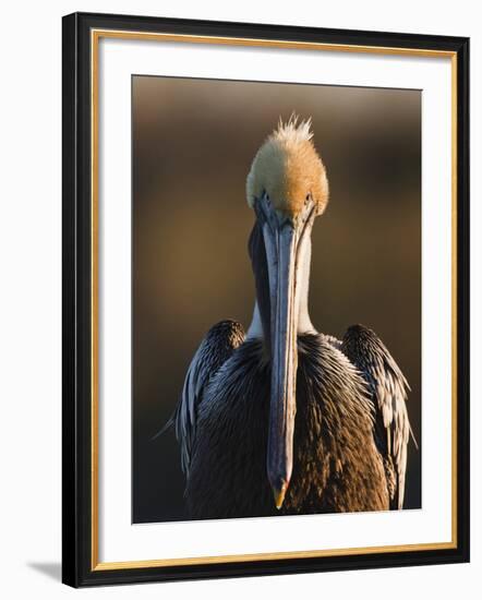 Brown Pelican (Pelecanus Occidentalis) Perched at Goose Island State Park, Aransas Co., Texas, Usa-Larry Ditto-Framed Photographic Print