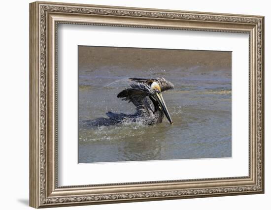 Brown Pelican (Pelecanus occidentalis) swimming-Larry Ditto-Framed Photographic Print