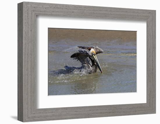 Brown Pelican (Pelecanus occidentalis) swimming-Larry Ditto-Framed Photographic Print