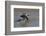 Brown Pelican (Pelecanus occidentalis) swimming-Larry Ditto-Framed Photographic Print