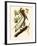 Brown Pelican, Pelecanus Occidentalis-John James Audubon-Framed Giclee Print