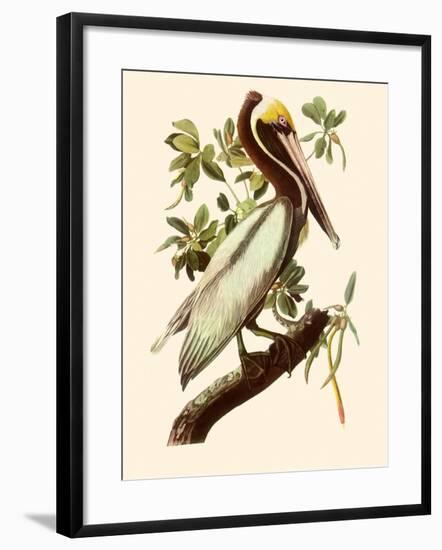 Brown Pelican, Pelecanus Occidentalis-John James Audubon-Framed Giclee Print