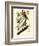 Brown Pelican, Pelecanus Occidentalis-John James Audubon-Framed Giclee Print