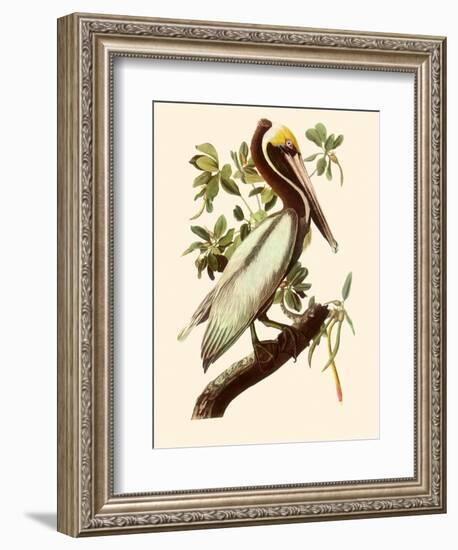 Brown Pelican, Pelecanus Occidentalis-John James Audubon-Framed Giclee Print