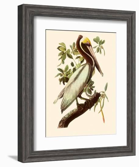 Brown Pelican, Pelecanus Occidentalis-John James Audubon-Framed Giclee Print