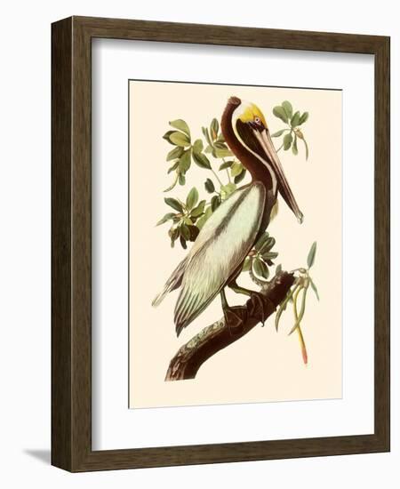 Brown Pelican, Pelecanus Occidentalis-John James Audubon-Framed Giclee Print