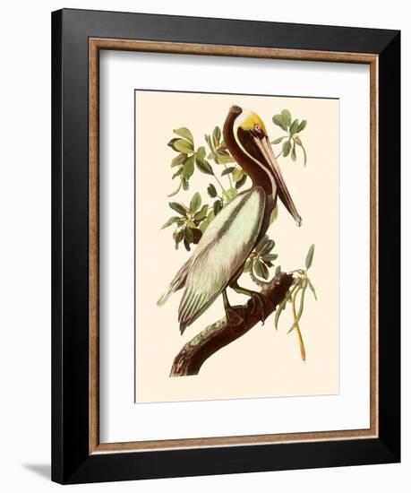 Brown Pelican, Pelecanus Occidentalis-John James Audubon-Framed Giclee Print