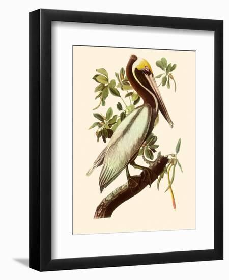 Brown Pelican, Pelecanus Occidentalis-John James Audubon-Framed Giclee Print