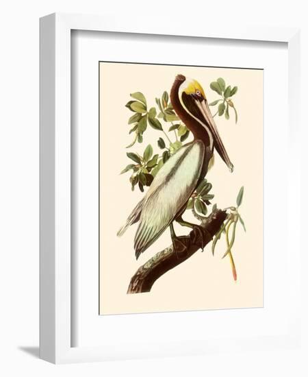 Brown Pelican, Pelecanus Occidentalis-John James Audubon-Framed Giclee Print