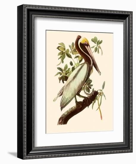 Brown Pelican, Pelecanus Occidentalis-John James Audubon-Framed Giclee Print