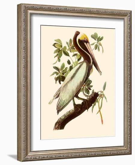 Brown Pelican, Pelecanus Occidentalis-John James Audubon-Framed Giclee Print