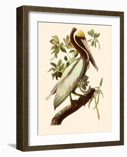 Brown Pelican, Pelecanus Occidentalis-John James Audubon-Framed Giclee Print