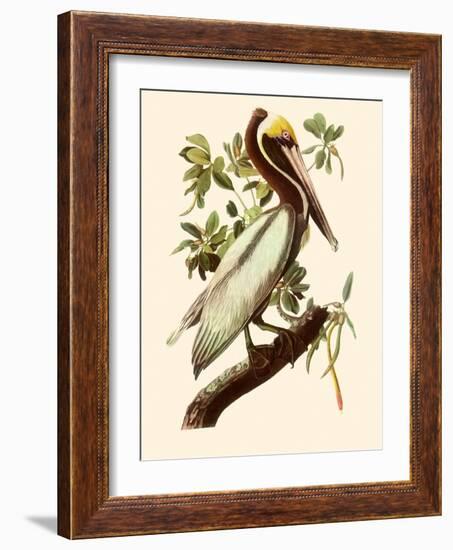 Brown Pelican, Pelecanus Occidentalis-John James Audubon-Framed Giclee Print