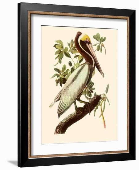 Brown Pelican, Pelecanus Occidentalis-John James Audubon-Framed Giclee Print