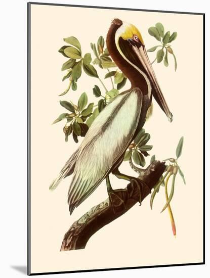 Brown Pelican, Pelecanus Occidentalis-John James Audubon-Mounted Giclee Print