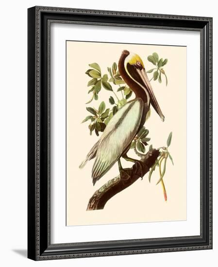 Brown Pelican, Pelecanus Occidentalis-John James Audubon-Framed Giclee Print