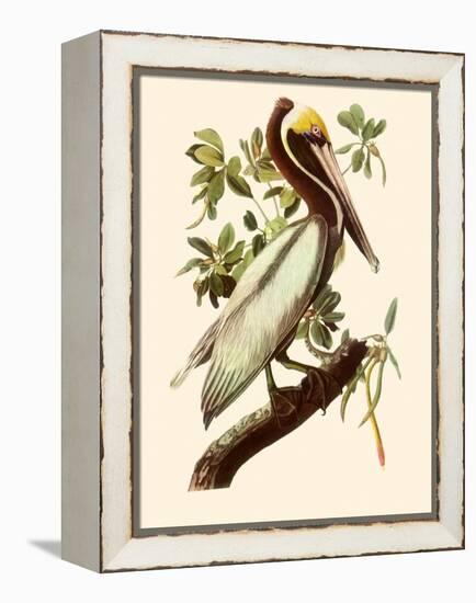 Brown Pelican, Pelecanus Occidentalis-John James Audubon-Framed Premier Image Canvas