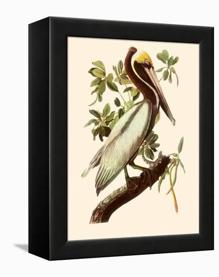 Brown Pelican, Pelecanus Occidentalis-John James Audubon-Framed Premier Image Canvas