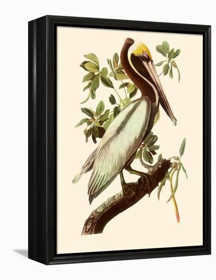 Brown Pelican, Pelecanus Occidentalis-John James Audubon-Framed Premier Image Canvas