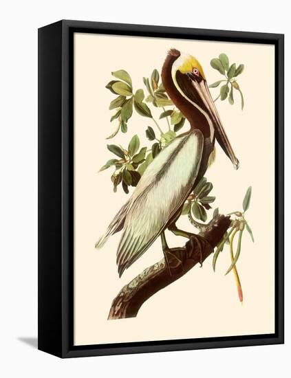 Brown Pelican, Pelecanus Occidentalis-John James Audubon-Framed Premier Image Canvas