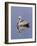 Brown Pelican (Pelicanus Occidentalis), J. N. "Ding" Darling National Wildlife Refuge, Florida-James Hager-Framed Photographic Print