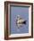 Brown Pelican (Pelicanus Occidentalis), J. N. "Ding" Darling National Wildlife Refuge, Florida-James Hager-Framed Photographic Print