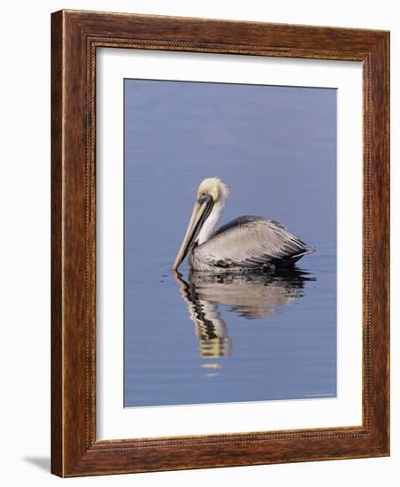 Brown Pelican (Pelicanus Occidentalis), J. N. "Ding" Darling National Wildlife Refuge, Florida-James Hager-Framed Photographic Print