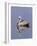 Brown Pelican (Pelicanus Occidentalis), J. N. "Ding" Darling National Wildlife Refuge, Florida-James Hager-Framed Photographic Print