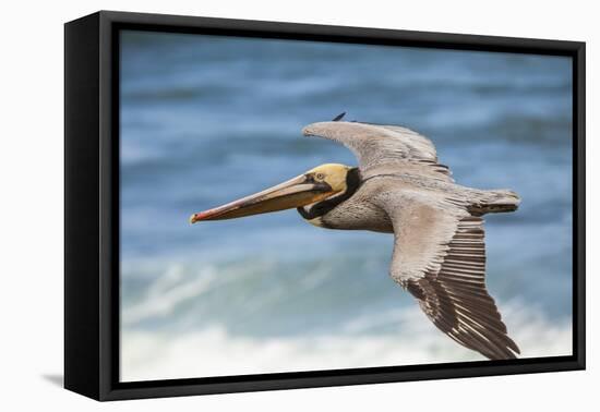 Brown Pelican Soaring. La Jolla Cove, San Diego-Michael Qualls-Framed Premier Image Canvas