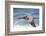 Brown Pelican Soaring. La Jolla Cove, San Diego-Michael Qualls-Framed Photographic Print