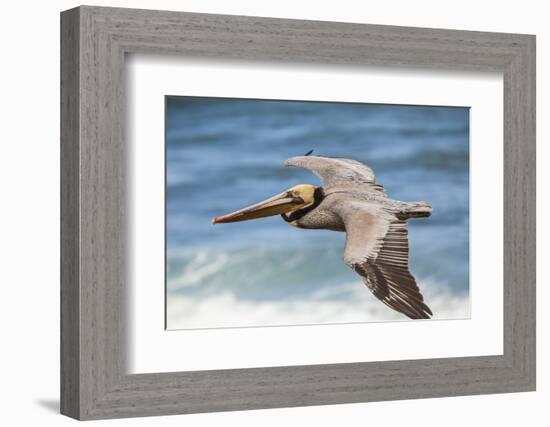 Brown Pelican Soaring. La Jolla Cove, San Diego-Michael Qualls-Framed Photographic Print