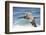 Brown Pelican Soaring. La Jolla Cove, San Diego-Michael Qualls-Framed Photographic Print