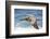 Brown Pelican Soaring. La Jolla Cove, San Diego-Michael Qualls-Framed Photographic Print