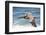 Brown Pelican Soaring. La Jolla Cove, San Diego-Michael Qualls-Framed Photographic Print